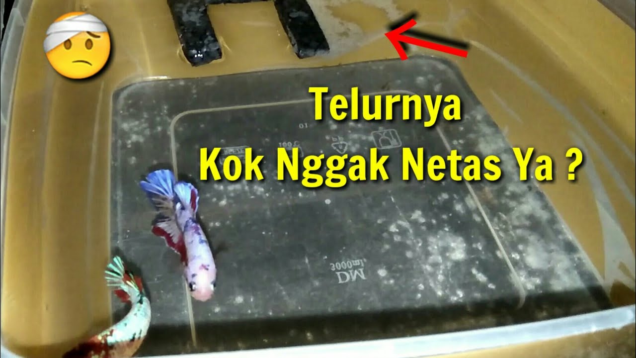 Penyebab Telur Ikan Cupang Tidak Mau Netas