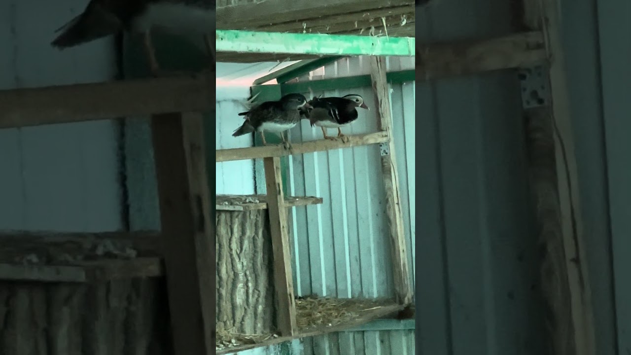 Купил селезня.🙏 