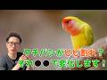 【質問コーナー】インコのクチバシの気になるひび割れは治すべき？ケージの中がびっしょりになるほどの多尿は大丈夫？先住インコと同じ部屋にケージを置くタイミングは？にお答えしました！