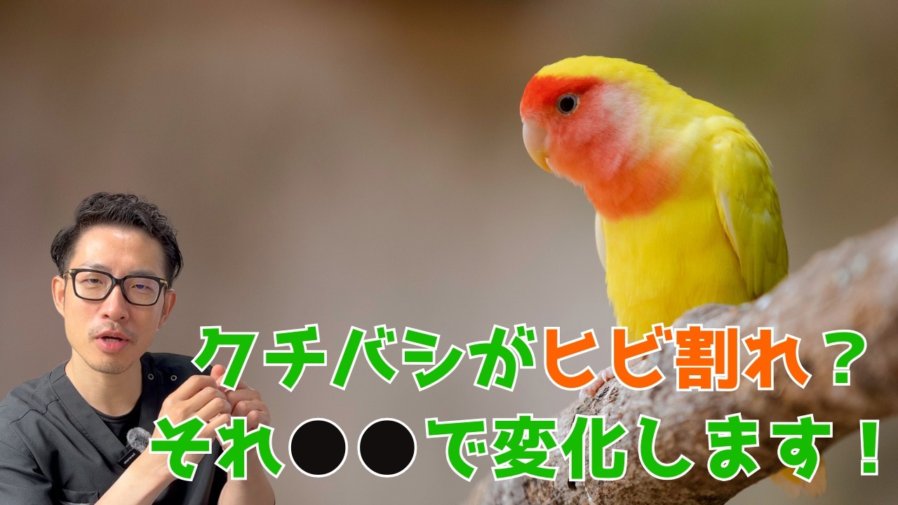 【質問コーナー】インコのクチバシの気になるひび割れは治すべき？ケージの中がびっしょりになるほどの多尿は大丈夫？先住インコと同じ部屋にケージを置くタイミングは？にお答えしました！