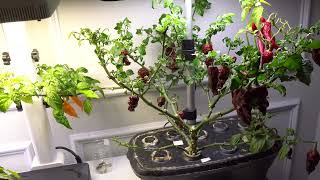 2025 Franken Pepper Plant - Multi Grafted Pepper Plant
