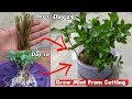How to Grow Mint From Cutting (Step By Step Guide)