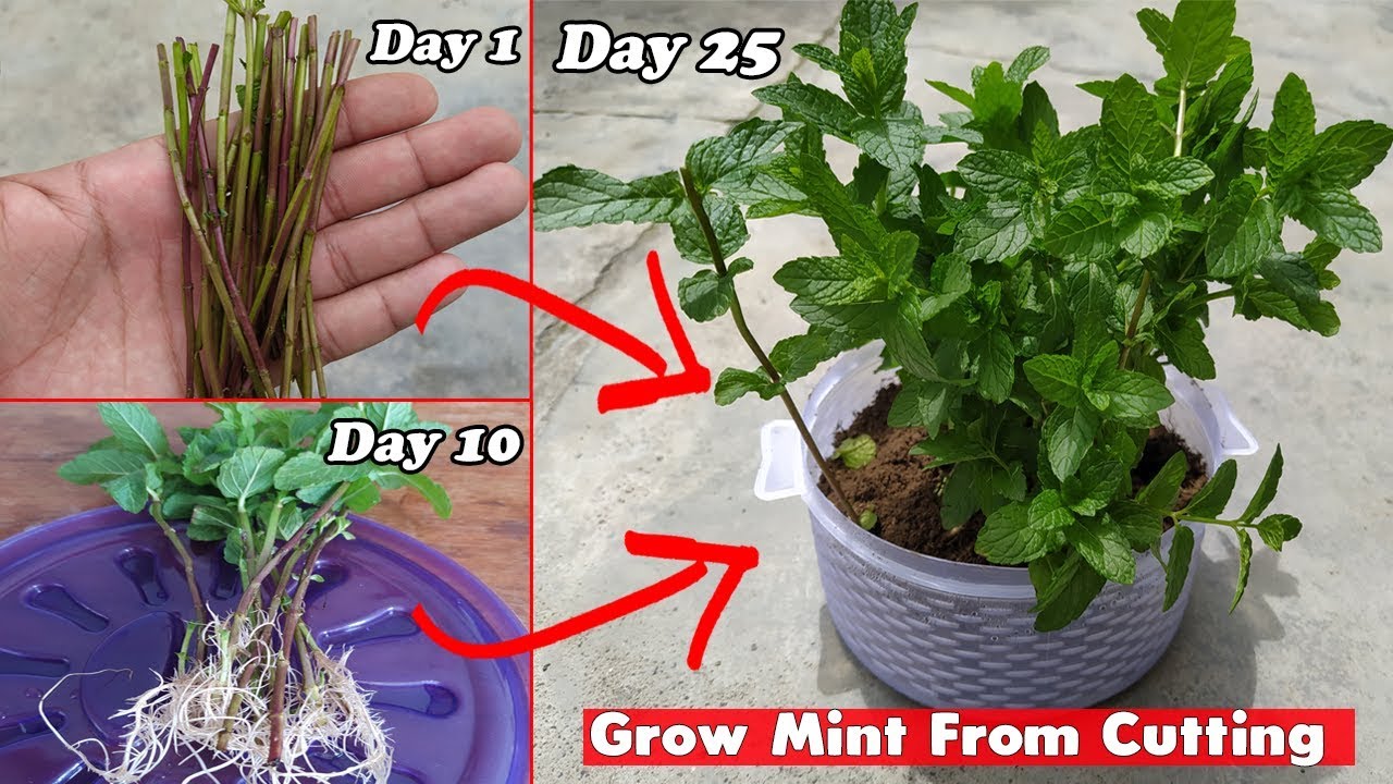 How to Grow Mint From Cutting Step By Step Guide