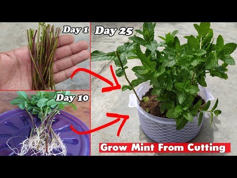 how to grow mint at home in a pot