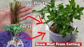 How to Grow Mint From Cutting (Step By Step Guide) screenshot 5