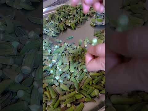 طريقه تيبيس البامية لشتويه بطريقه مضمونه حطولي لايك واشتركو بل القناة