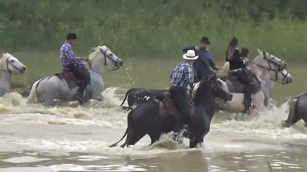 28 Septembre 2025 Bandido Gase Manade Du Seden Au Lac De St. Maurice De Cazevieille 
