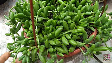 Como cultivar colar de melancia?