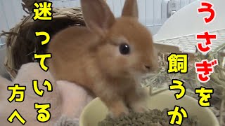 【うさぎを飼うか迷っている方へ】うさぎ飼い初心者が3ヶ月うさぎを飼って、大変な事・良かった事・お金事情をまとめてみた　この動画を見てから決めて