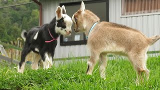 赤ちゃんヤギの激カワな戦い　かわいい頭突き　2020年5月6日　冷えピタ姉妹＆黒クリ姉妹　Cute battle of baby goats　ヤギのキュン死動画