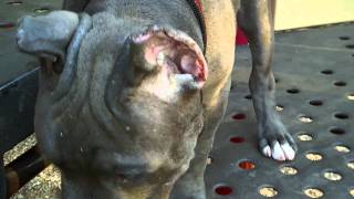 pitbull puppies by froberts12004 11,723 views 13 years ago 44 seconds