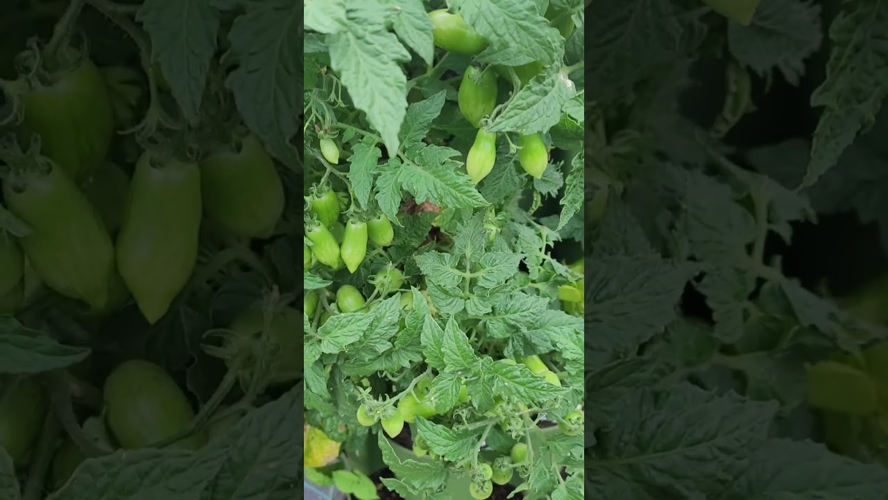 Micro Tomato - Laura #5 - Dozens of Tomatoes On One Small Plant 