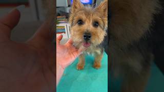 Too Cute! Norwich Terrier Puppy Groom  #cute #puppy #norwich #terrier #groom #love #groomer