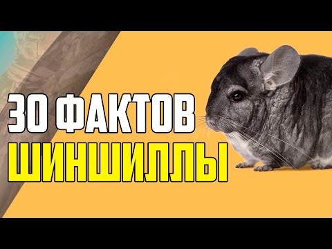 Видео: Важные факты о владении шиншилл