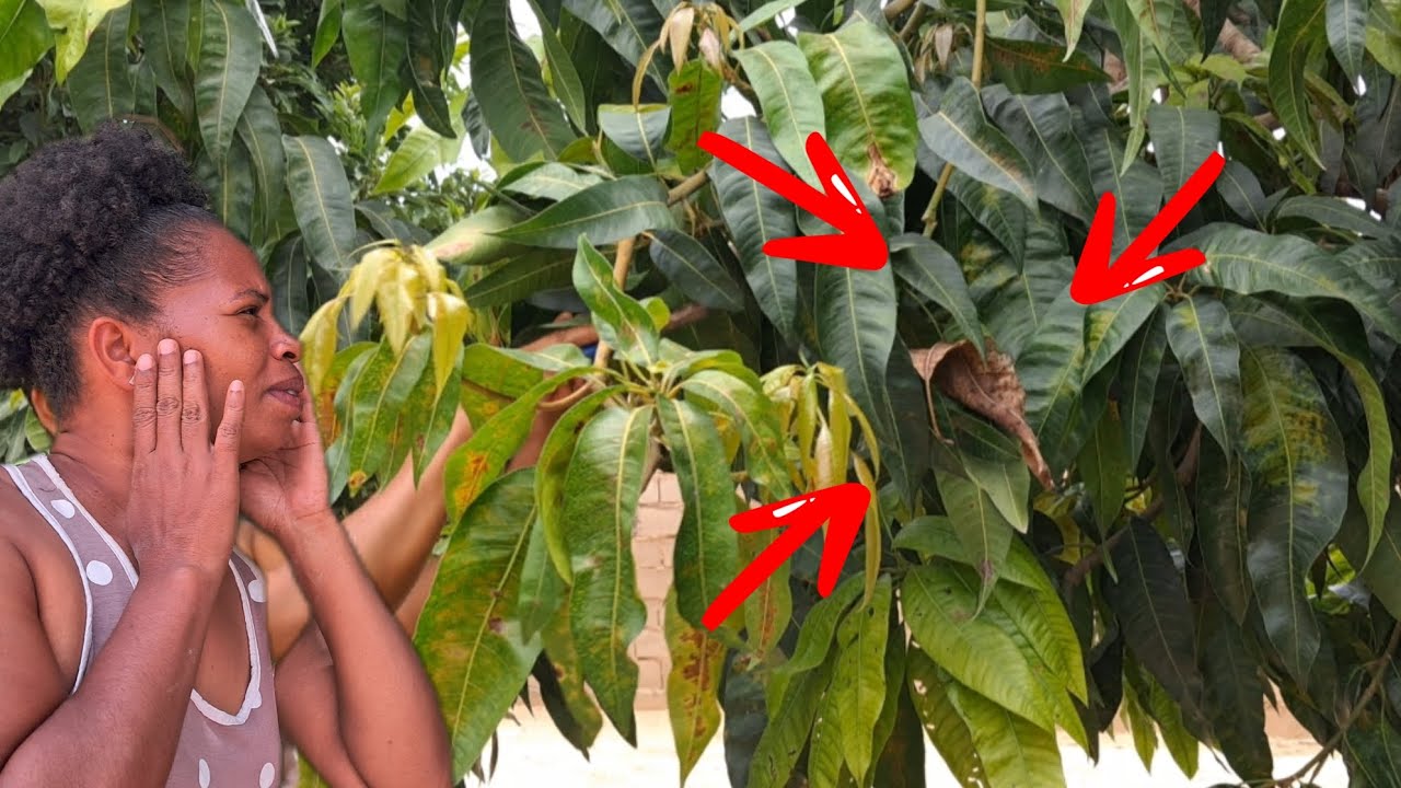 Achei uma casa de  maribondo na minha casa🏠!