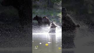 Grizzly Bear 399 &amp; cub-Photography-Jackson/Grand Tetons/Yellowstone/#shorts #wildlife  #best #bear