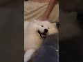 全てを受け止めてくれるサモエドスマイル #サモエド #サモエドスマイル #dog #癒し #samoyed #大型犬 #犬