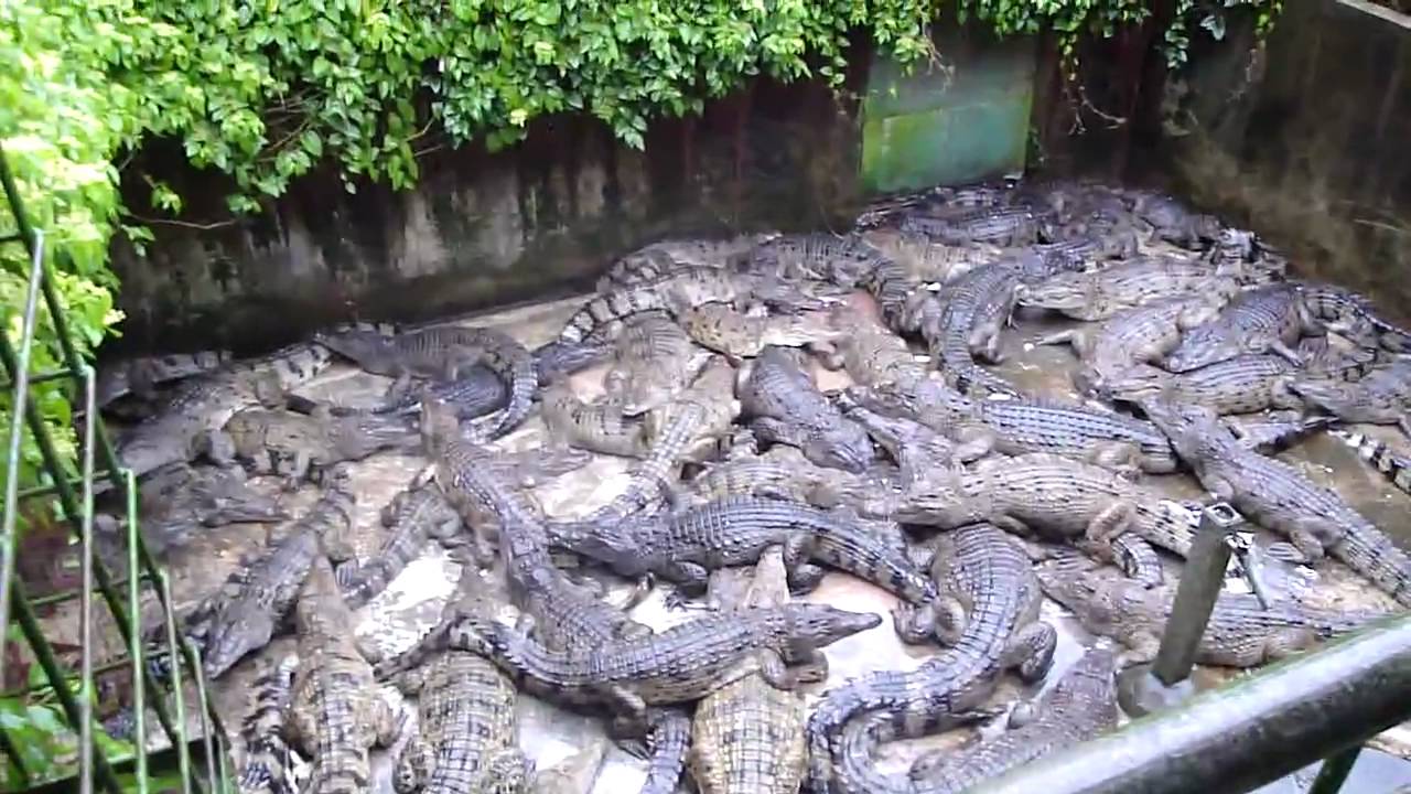 Crocodile farming in the Philippines - Wikipedia