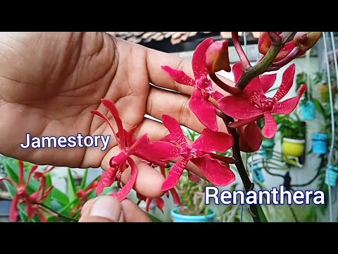 Video: Bagaimana cara memindahkan orkid Phalaenopsis? Segala-galanya lebih mudah daripada yang anda fikirkan