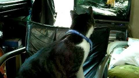 Mint the cat Watch the movie. 猫のミントは映画「子猫物語」を観ている