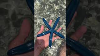 Star Fish Bintang laut blue.