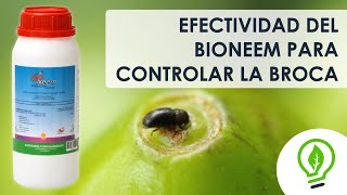 Efectividad del BioNeem para controlar la broca en el cultivo de café