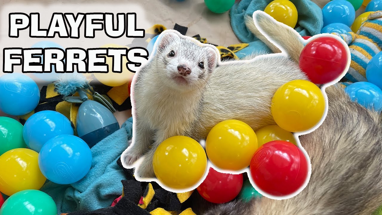 Youtube ferrets playing hotsell