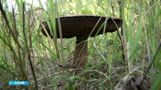Жителям Новосибирской области рассказали об ответственности за сбор краснокнижных грибов и растений