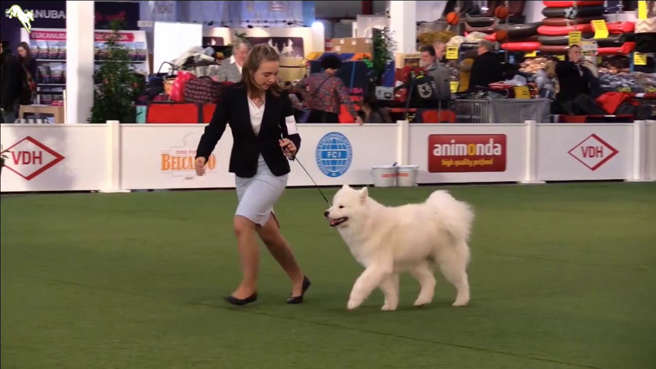 knpv berger hollandais VDH Europasieger - Tag 1 // Junior Handling