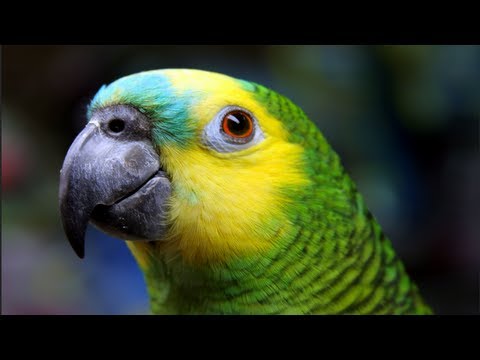 funny-whistling-parrot