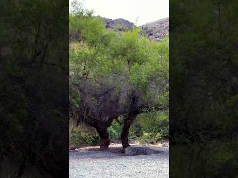       اشجار سدر معمرة في وادي تنوف