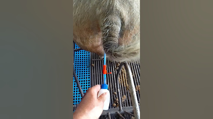 inseminação de Duroc PO