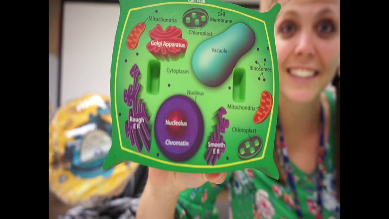 Plant vs  Animal Cells