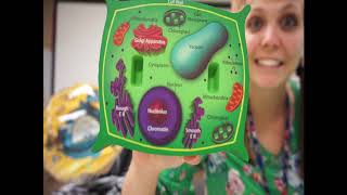 Plant vs  Animal Cells