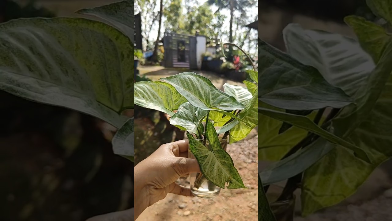 Bringing calm to corners!🪴🌿🍃 