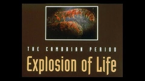 The Fossil Record (Dr. Don Patton)