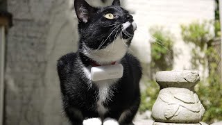 Cat TV GoPro - Videos Cat with GoPro Camera by Videos For Cats To Watch 2,102 views 2 months ago 1 minute, 40 seconds