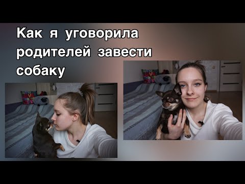 Как я уговорила родителей завести собаку. Моя история