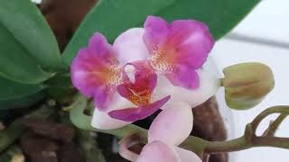 От красоты этой орхидеи захватывает дух.