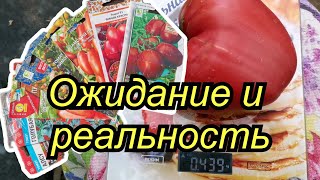 Обзор сортов томатов в теплице в Московской области.