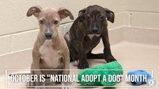 Animal Adoptions 2021   A
