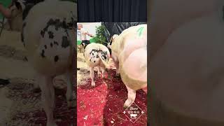 Interprovincial Bovin Ciney 2026 - Fantaisie De Steinbach