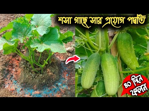 ভিডিও: কাঠ কাটার মেশিন। কাঠের কাজের সরঞ্জাম