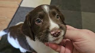 English Springer Spaniel ESS Puppy Training 6 Week Old Puppies, Willow Demonstrates Puppy Tennis by Wixy Belle 64 views 3 days ago 3 minutes, 36 seconds