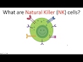 What are Natural Killer (NK) Cells? ما هي الخلايا القاتلة الطبيعية؟