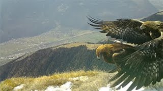 golden eagle's mating  Accoppiamento aquila reale Eagles Mating