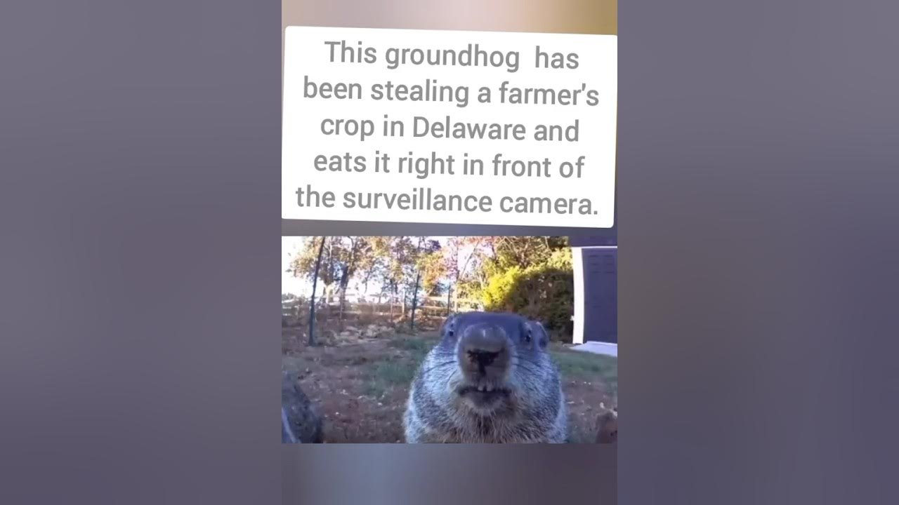 GroundHog Eats Farmers Vegetables In Front Of His Surveillance Camera