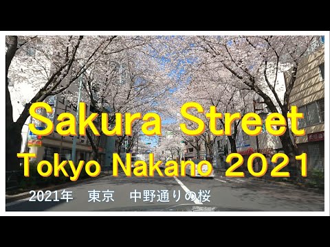 Sakura Street view Nakano Tokyo 2021 　  2021年 東京 中野通りの桜