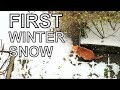 Alvi cat : first winter snow