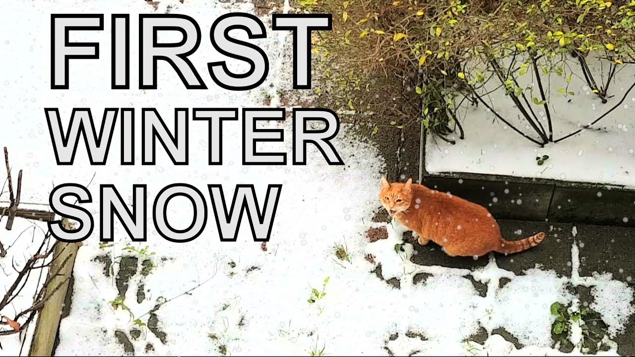 funny cats sleeping in weird positions compilation 2014 funnyplox Alvi cat : first winter snow